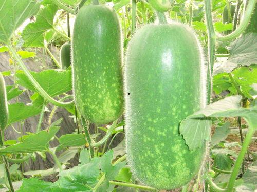 2024大瓜事件 91黑科网吃瓜在线,91黑科网吃瓜在线，揭秘大瓜事件背后的真相